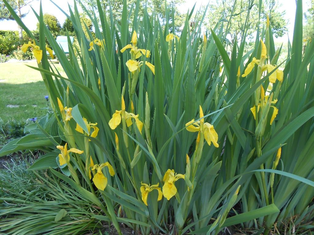 Plantes de bassin : iris jaune, Enlèvement, Plantes de bassin