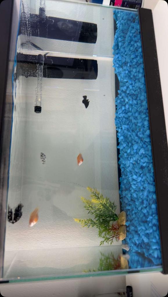 6 platys+voer+antiwaterbacterium+ nieuwe aquarium + filter.., Dieren en Toebehoren, Ophalen, Zo goed als nieuw