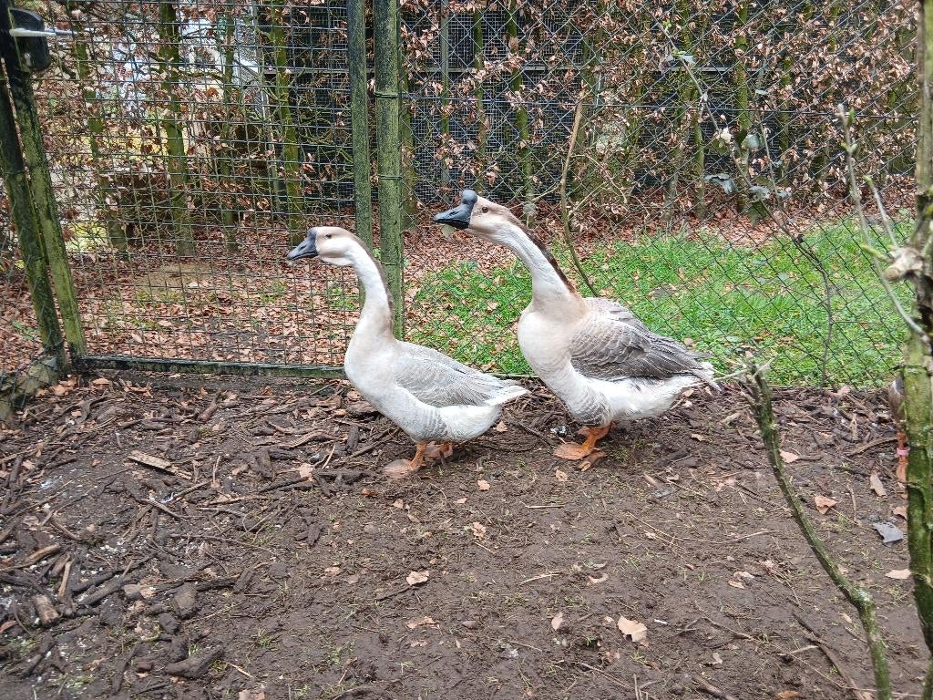 Knobbelganzen blauw lavendel