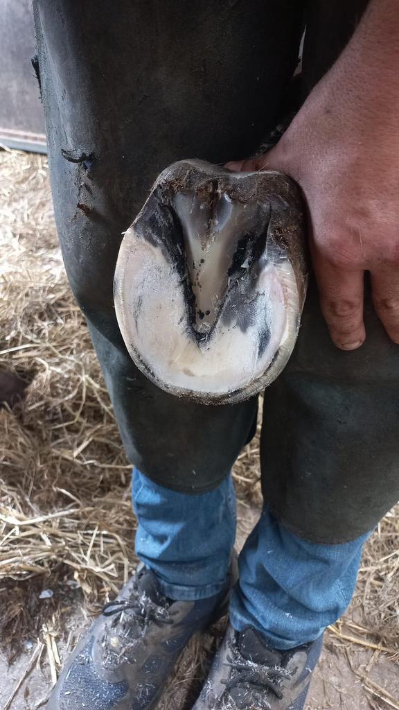 Bekappen van paarden, Enlèvement ou Envoi