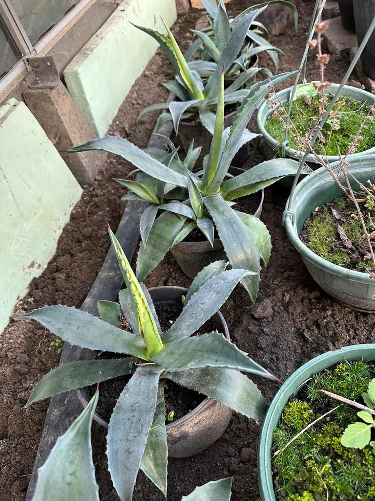Hondderdjarige aloe vera, Tuin en Terras, Planten | Tuinplanten, Ophalen