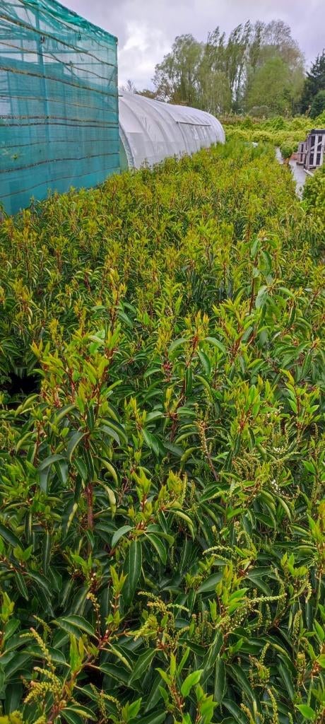 PRUNUS LUSITANICA LAURIER DU PROTUGAL ALLE MATEN PROMO, Tuin en Terras, Planten | Tuinplanten, Ophalen