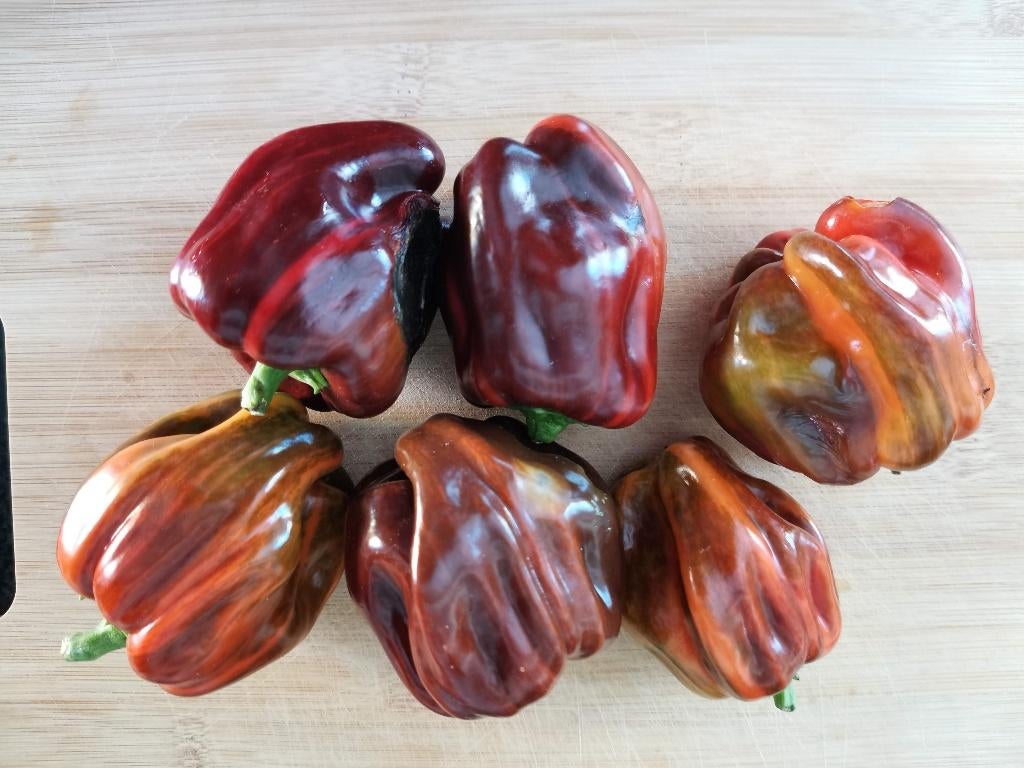 poivron rayé Candy Cane Chocolate Cherry - 5 graines, Envoi, Printemps, Plein soleil, Graine