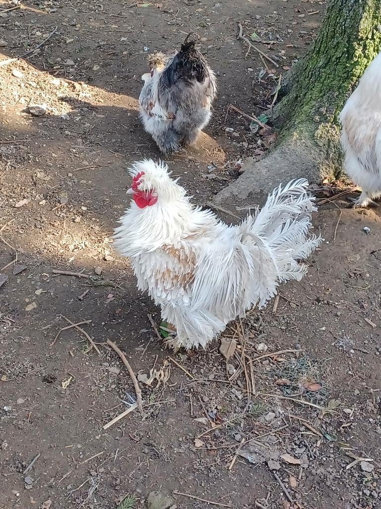 Gratis sierhanen krulveren, zijdehoen,.., Animaux & Accessoires