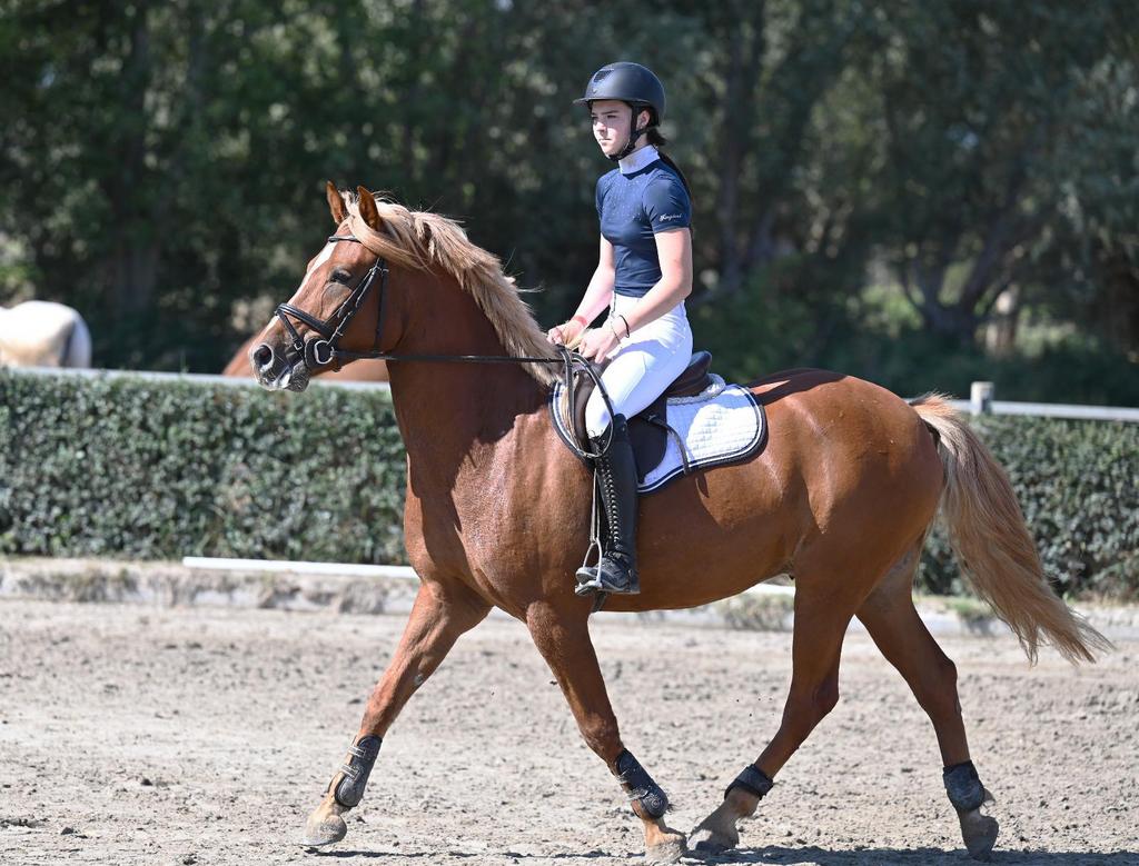 Zeer brave ruin zoekt vijf sterren, Dieren en Toebehoren, Pony's, Met stamboom, Ruin, Zadelmak, 3 tot 6 jaar