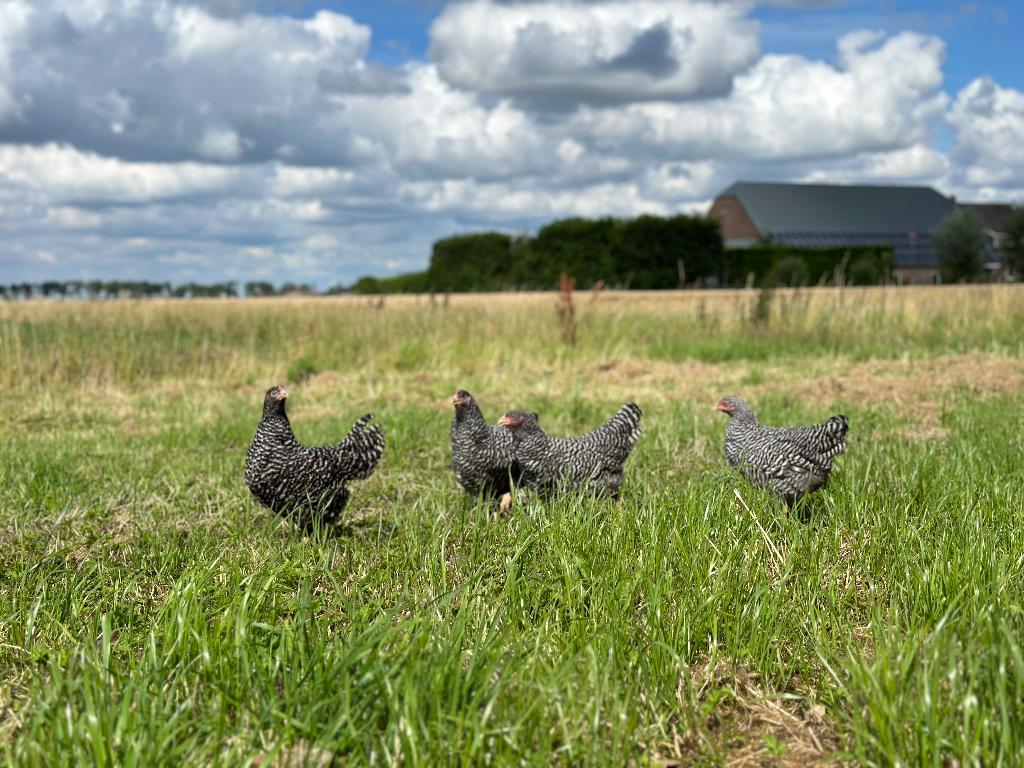 Jonge tamme Amrock kippen gesekst en ingeënt, Dieren en Toebehoren, Vrouwelijk, Kip