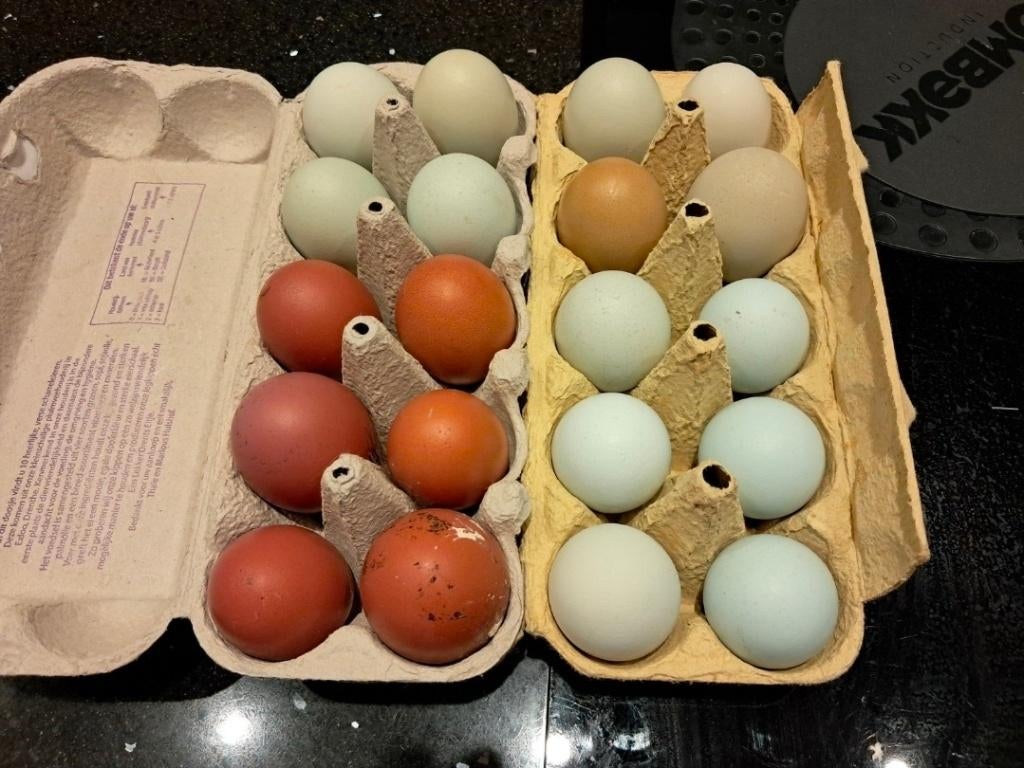 Broedeieren kleurlegger/ groenlegger 🐣🌈, Dieren en Toebehoren, Pluimvee, Geslacht onbekend, Kip