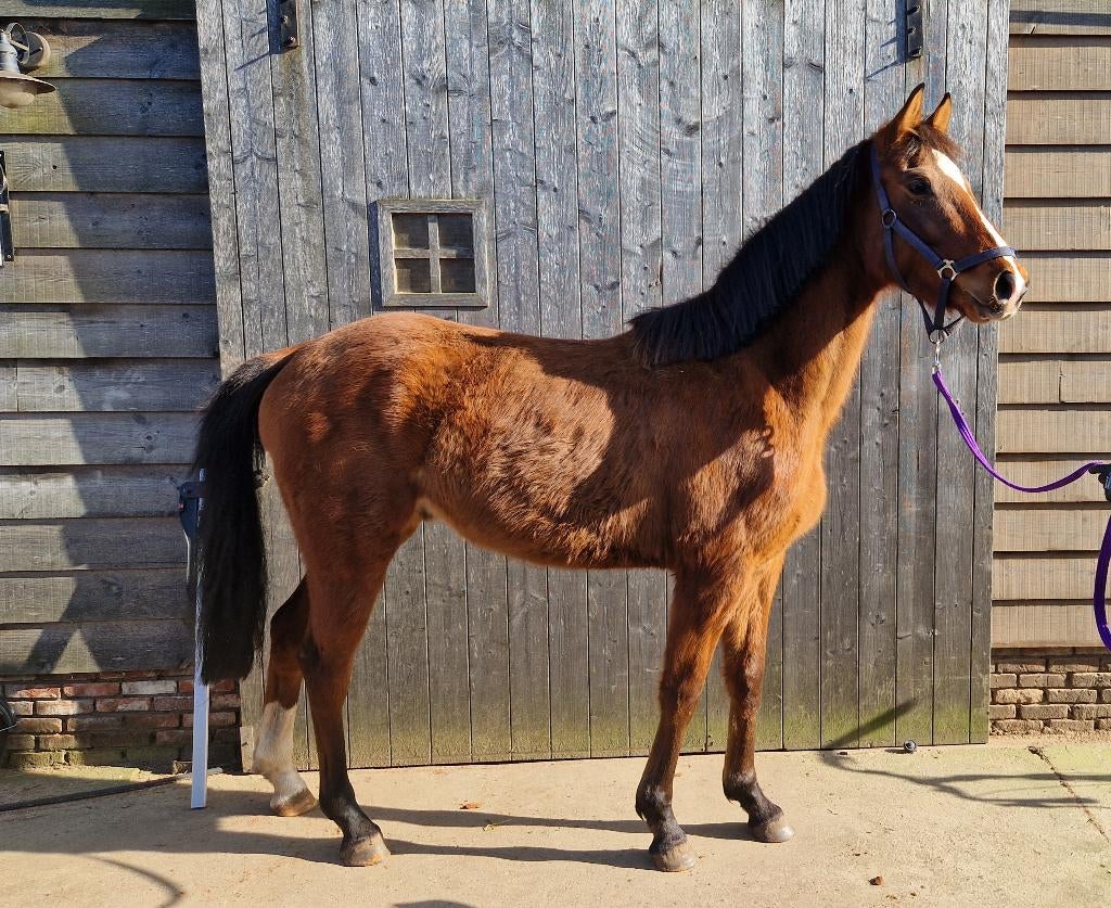 Beloftevol paard te koop, Springpaard, Minder dan 160 cm, Met stamboom, Ruin