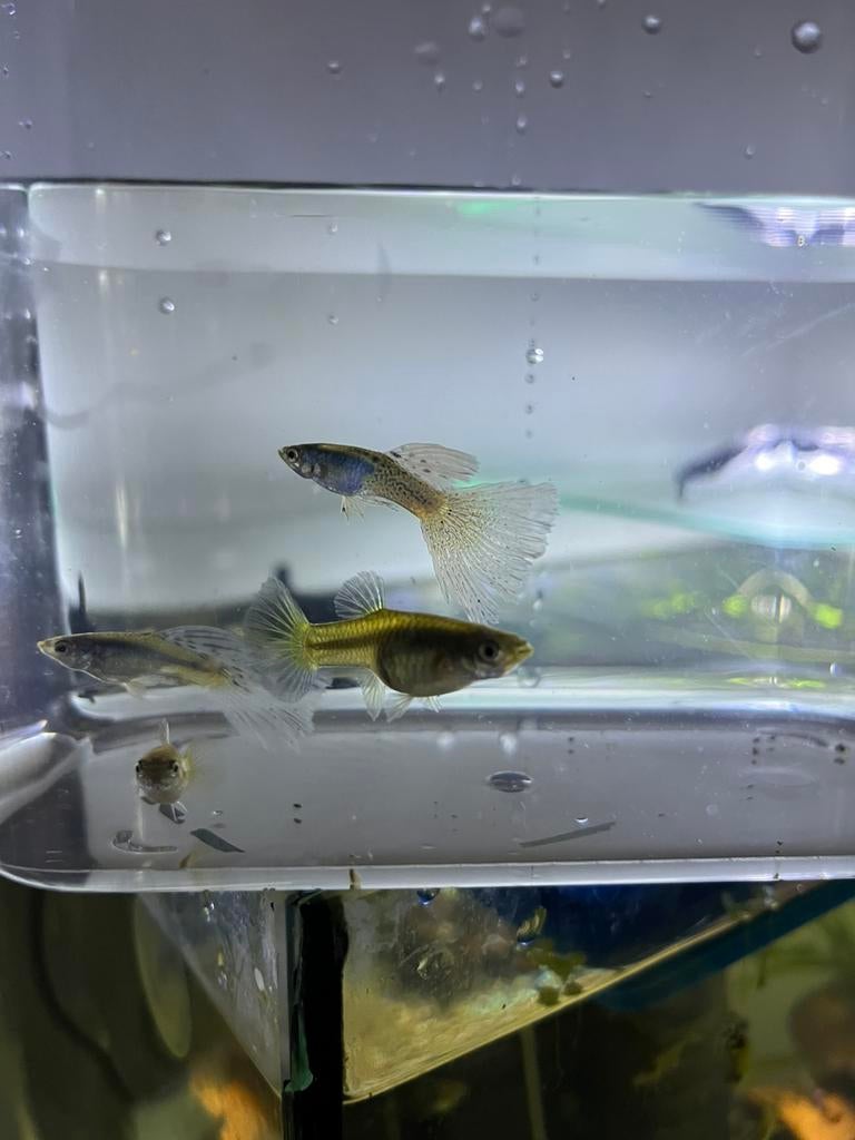 Guppies te koop.1 mannetje en 2 vrouwtje €5, Dieren en Toebehoren, Vissen | Aquariumvissen