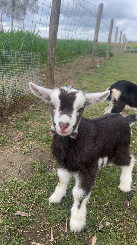 Bok dwerggeit/toggenburger, Dieren en Toebehoren, Schapen, Geiten en Varkens, Geit
