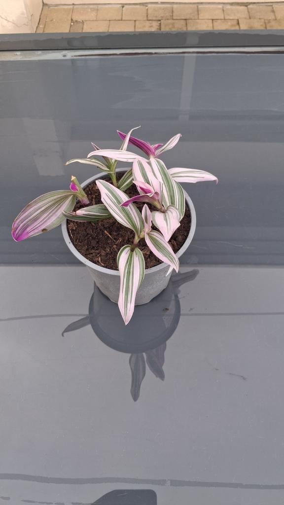 Tradescantia zebrina, Enlèvement
