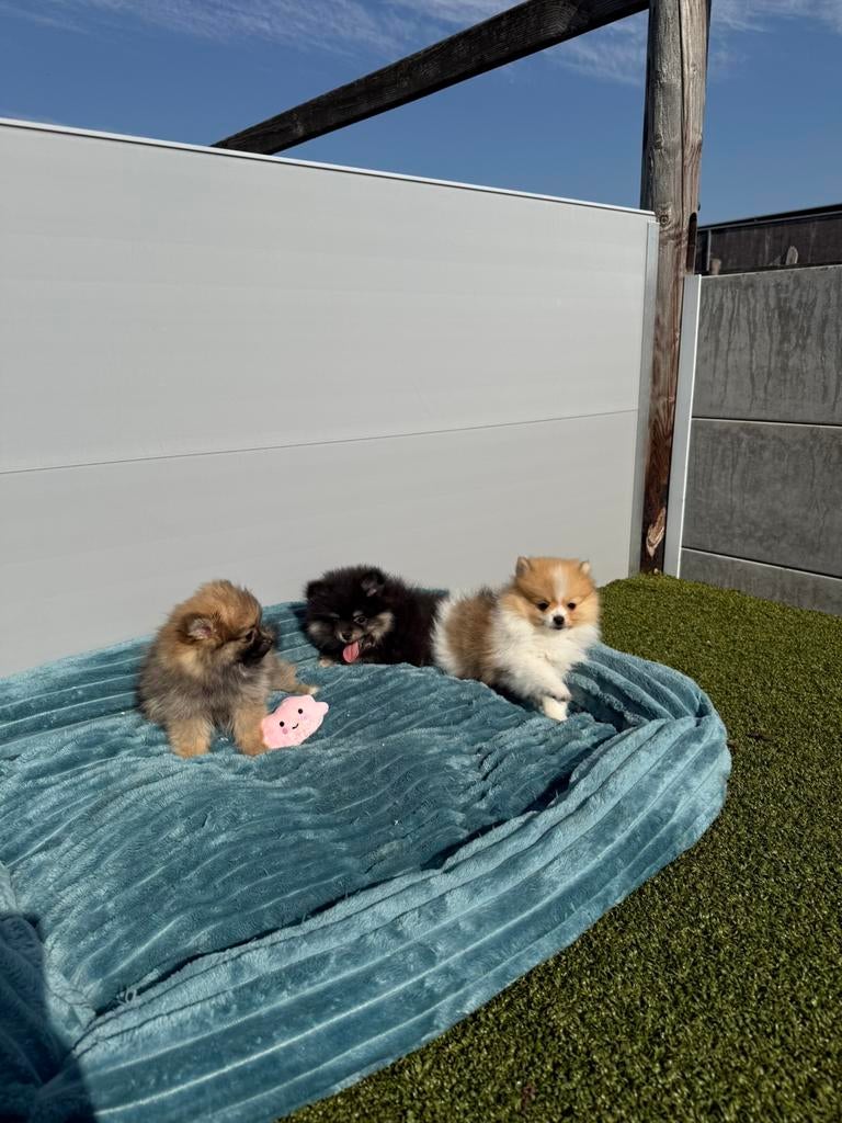 Prachtige pomeriaan pups, Parvo, België, Keeshond, 8 tot 15 weken