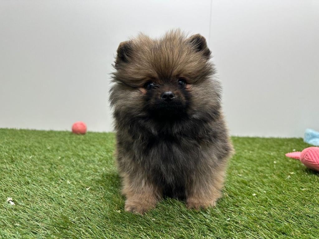 Pomeriaan pups, België, Keeshond, 8 tot 15 weken, Parvo
