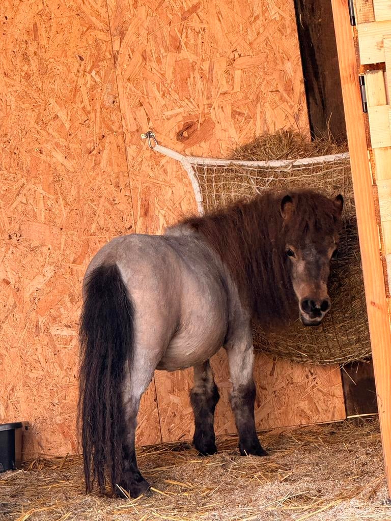 Valk stamboekhengstje, Dieren en Toebehoren, Pony's