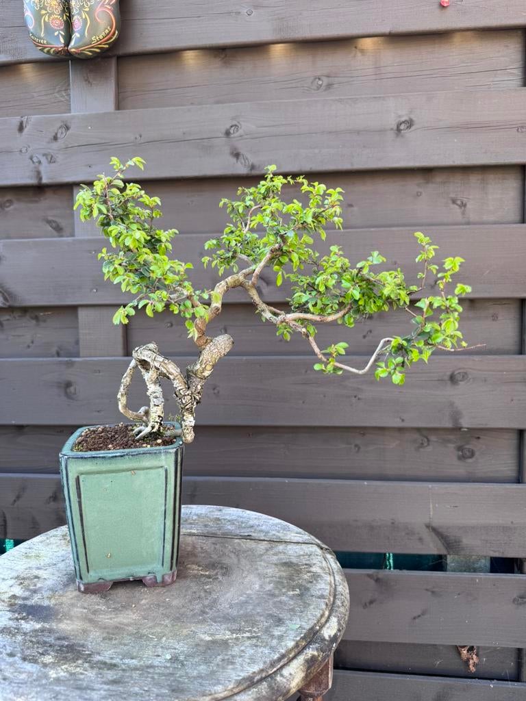 Bonsaï Ulmus Parvifolia - Orme de Chine, En pot, Moins de 100 cm, Autres espèces, Enlèvement