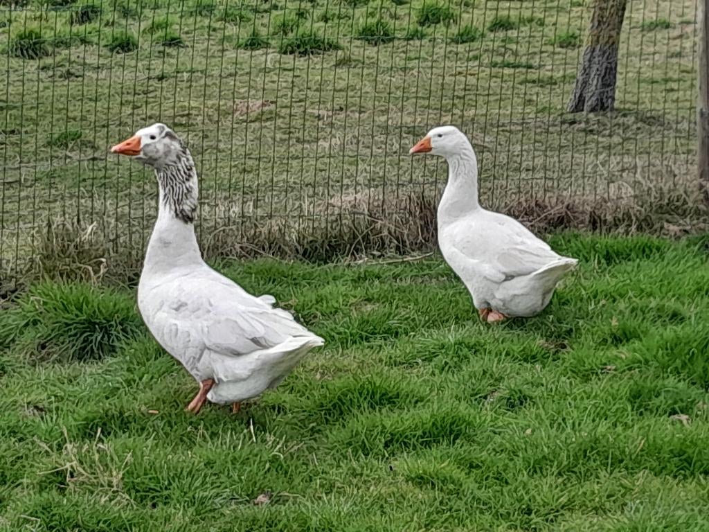 koppel ganzen, Dieren en Toebehoren, Overige Dieren, Mei, Meerdere dieren