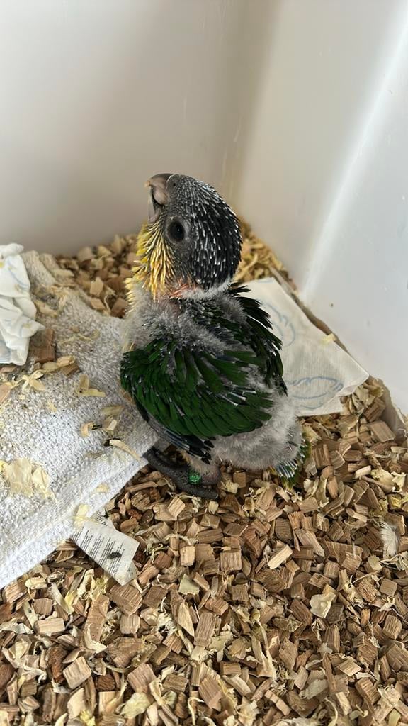 caïque à tête noire, brr nobilis ara et caïque à tête noire, Plusieurs animaux, Perroquet, Bagué