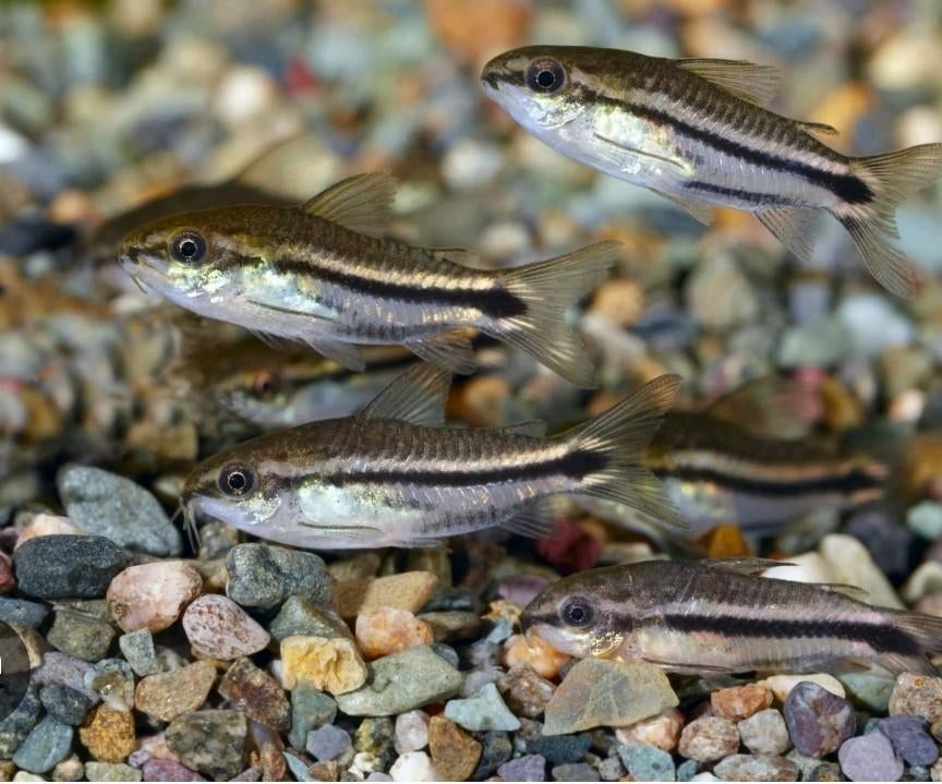 Pygmy Corydoras (dwergpantsermeerval), Animaux & Accessoires