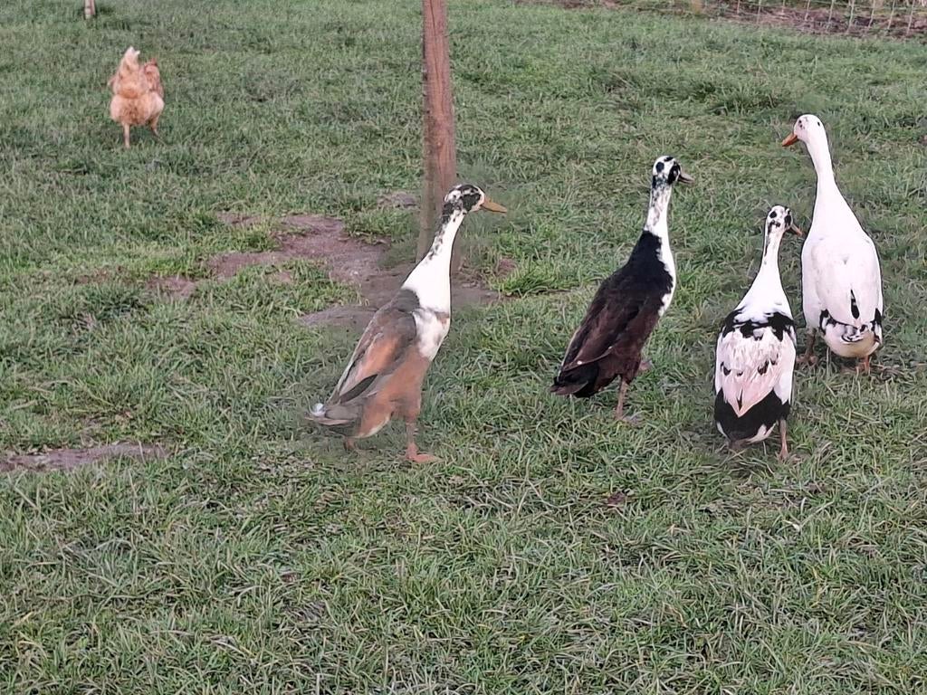 Indische loopeenden (mannetjes)