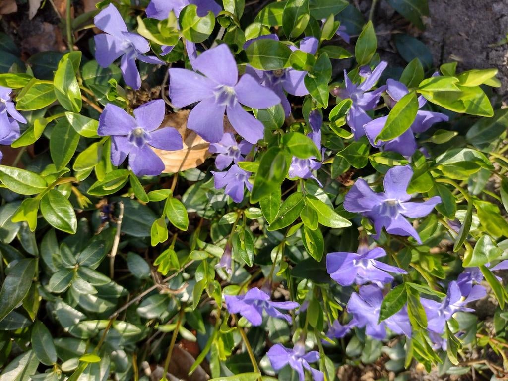 Maagdenpalm of vinca minor, Ophalen