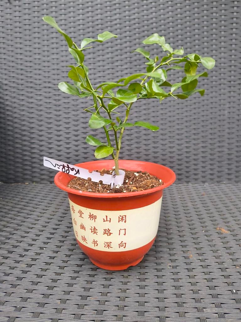 Kaffir limoen (citrus Hystrix) plant, Ophalen, Volle zon, Vaste plant, Zomer