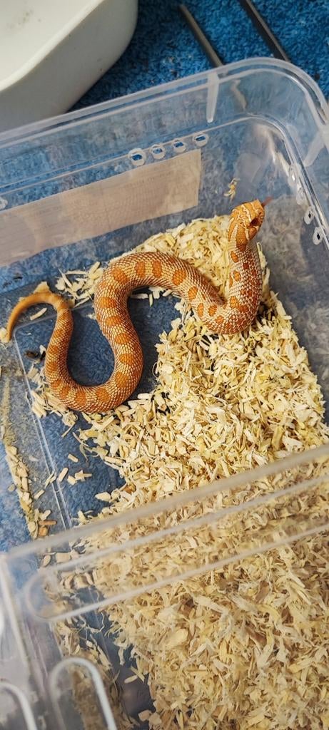 Serpent albinos conda à nez crochu, Animaux & Accessoires