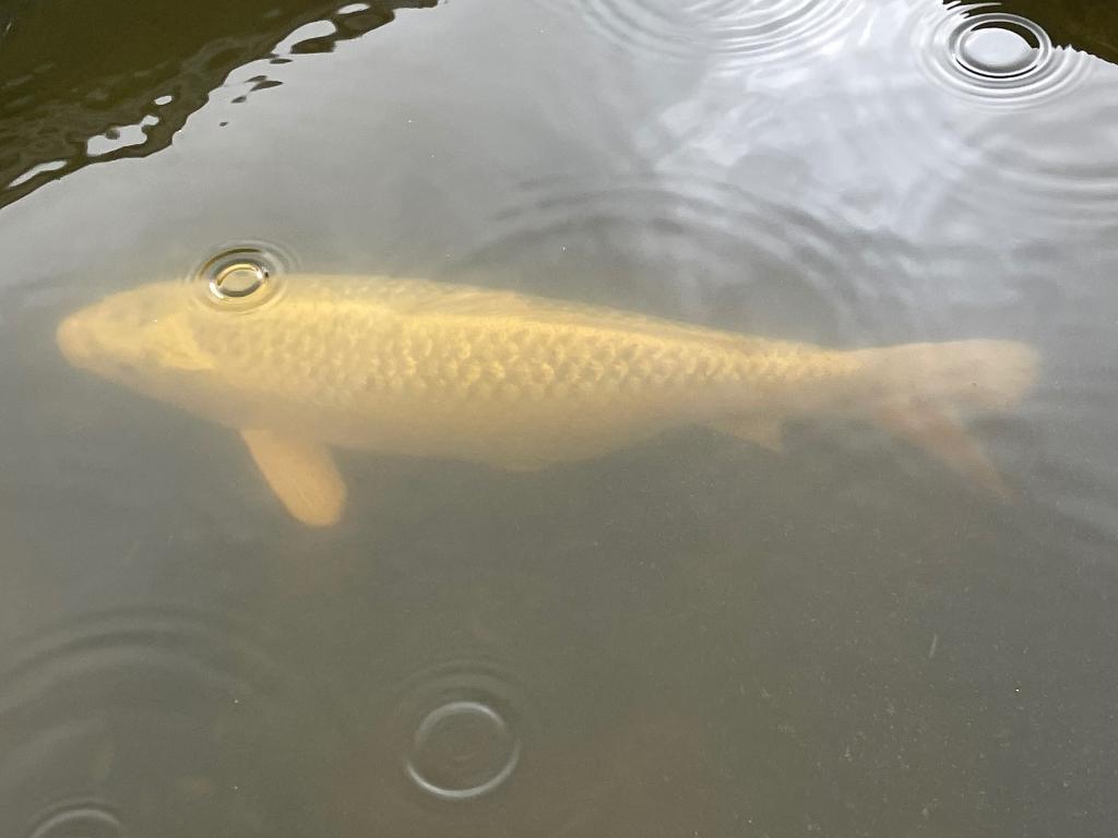 Vijvervissen Koi, Dieren en Toebehoren, Vissen | Vijvervissen, Karper of Koi