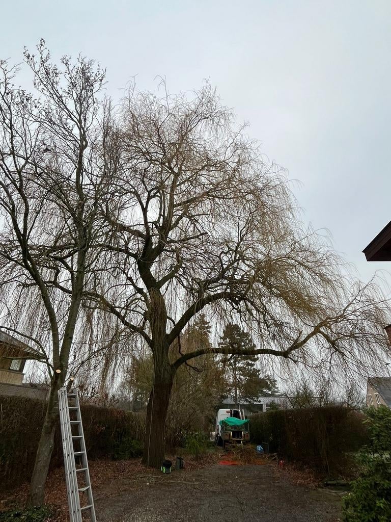 Snoeien en kappen van bomen, Services & Professionnels, Jardiniers & Paveurs