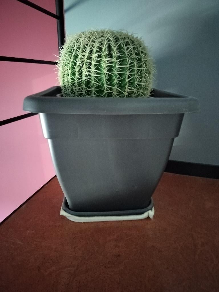 Grote Kunstcactus in luxe Elho designpot, Jardin & Terrasse, Pots de fleurs, Comme neuf, Synthétique, Intérieur, Balcon, Jardin