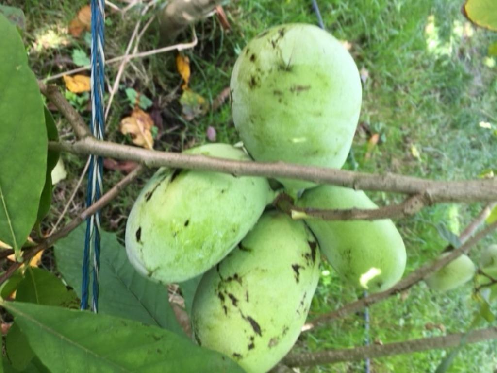 pawpaw fruitboom (Asimina Triloba) : PAASACTIE, Tuin en Terras, Ophalen, Minder dan 100 cm, Lente, Overige soorten