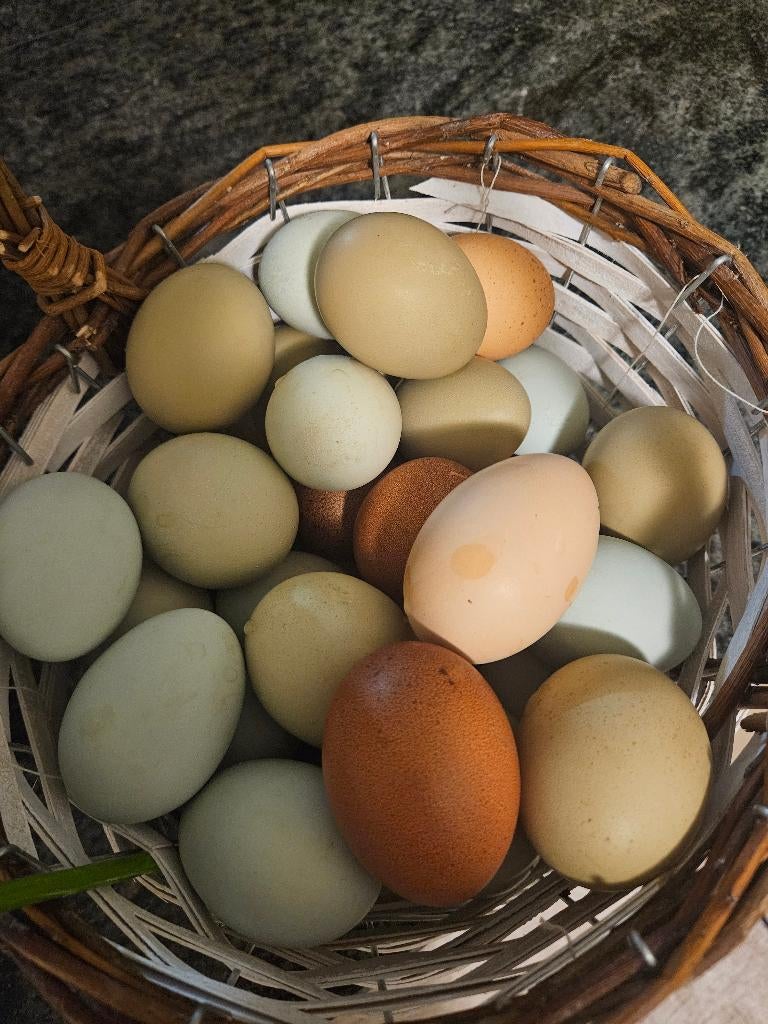 Kippen Eieren, Vrouwelijk, Kip