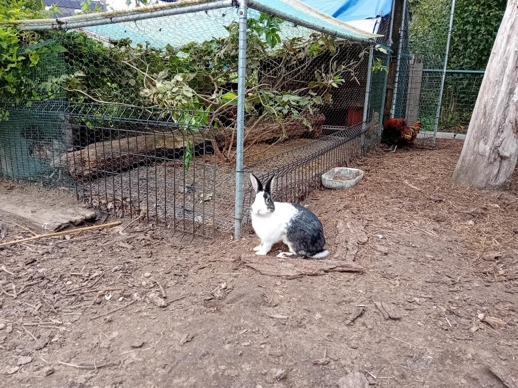 konijnen cavias, Dieren en Toebehoren, Konijnen, Mannelijk, Klein, 0 tot 2 jaar