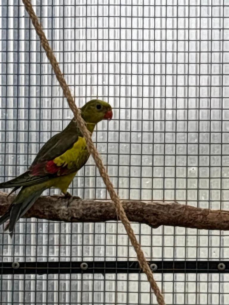 Bergparkiet man 2025, Dieren en Toebehoren, Meerdere dieren, Parkiet, Geringd