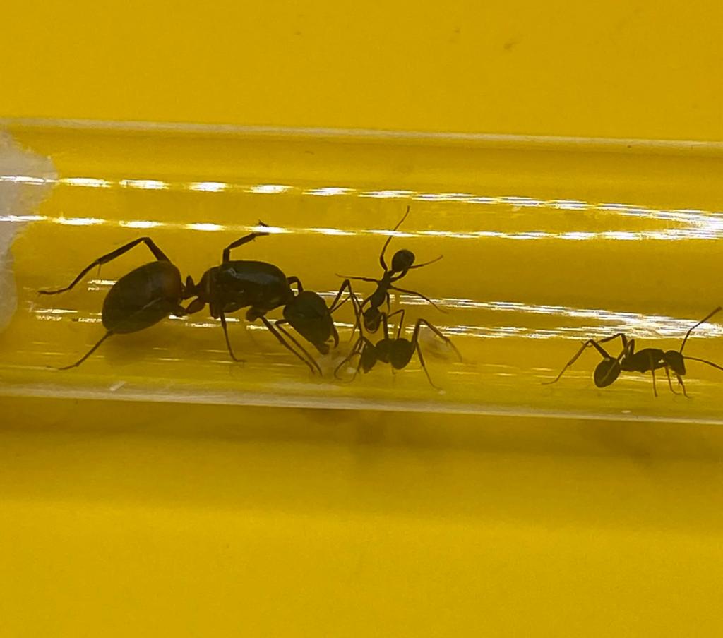 Reine des fourmis Camponotus Cruentatus avec 1 à 5 ouvrières, Fourmis