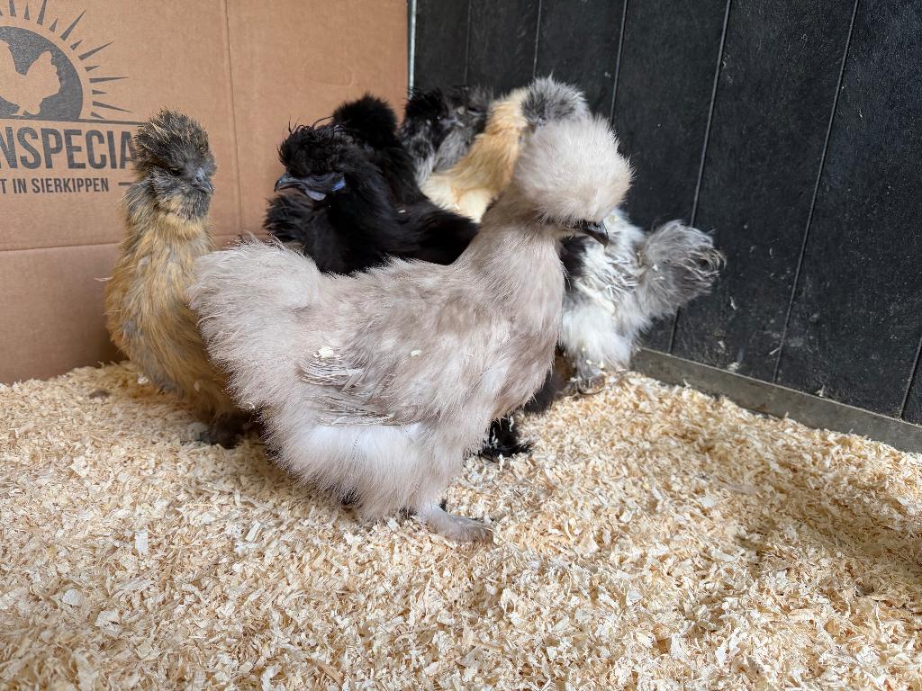 Jonge tamme Zijdehoen USA kriel kippen gesekst & ingeënt, Dieren en Toebehoren