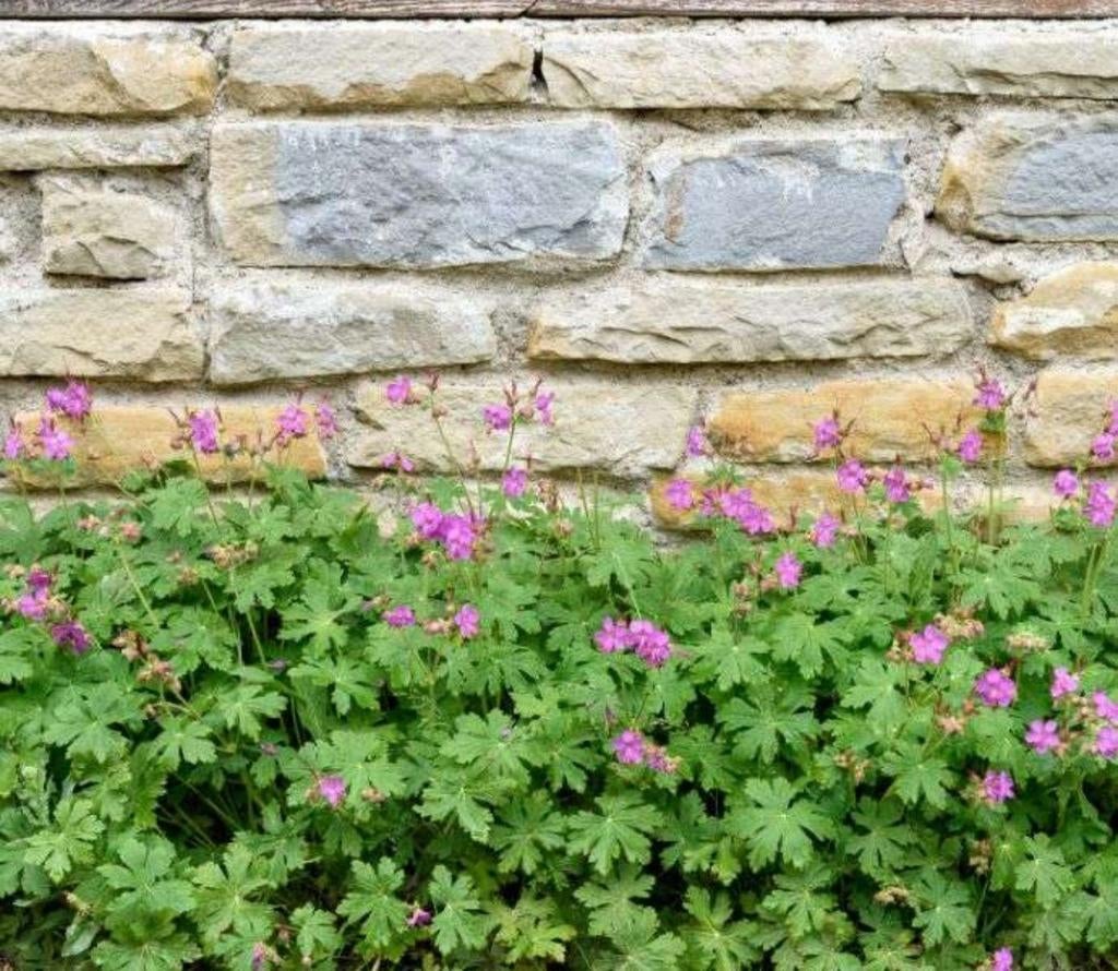 Tuingeranium, Ooievaarsbek, Geranium macrorrhizum, Ophalen, Bodembedekkers, Volle zon, Vaste plant