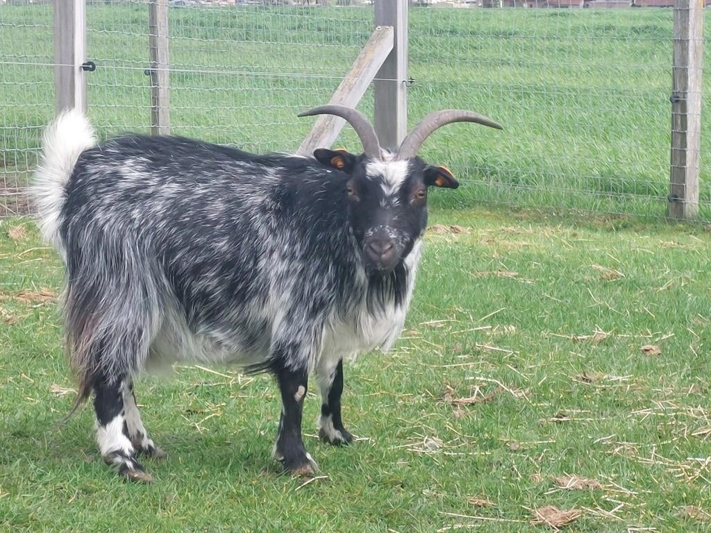 Ermine aussi., Animaux & Accessoires, Moutons, Chèvres & Cochons, Femelle, Chèvre, 6 ans ou plus