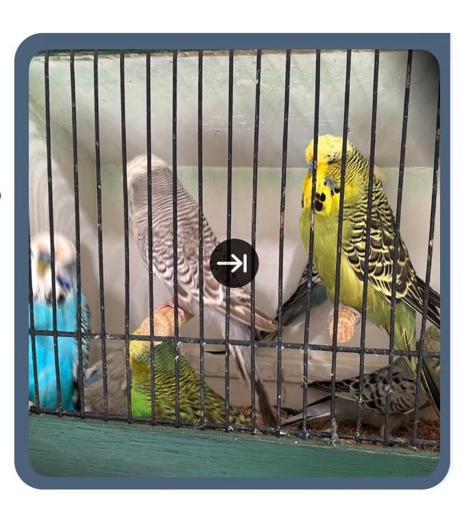 7 perruches anglaises sur des hommes de 1 an, Animaux & Accessoires, Oiseaux | Canaris, Mâle