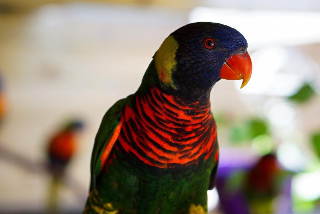 Groennek lori, Dieren en Toebehoren, Mannelijk, Papegaai, Geringd