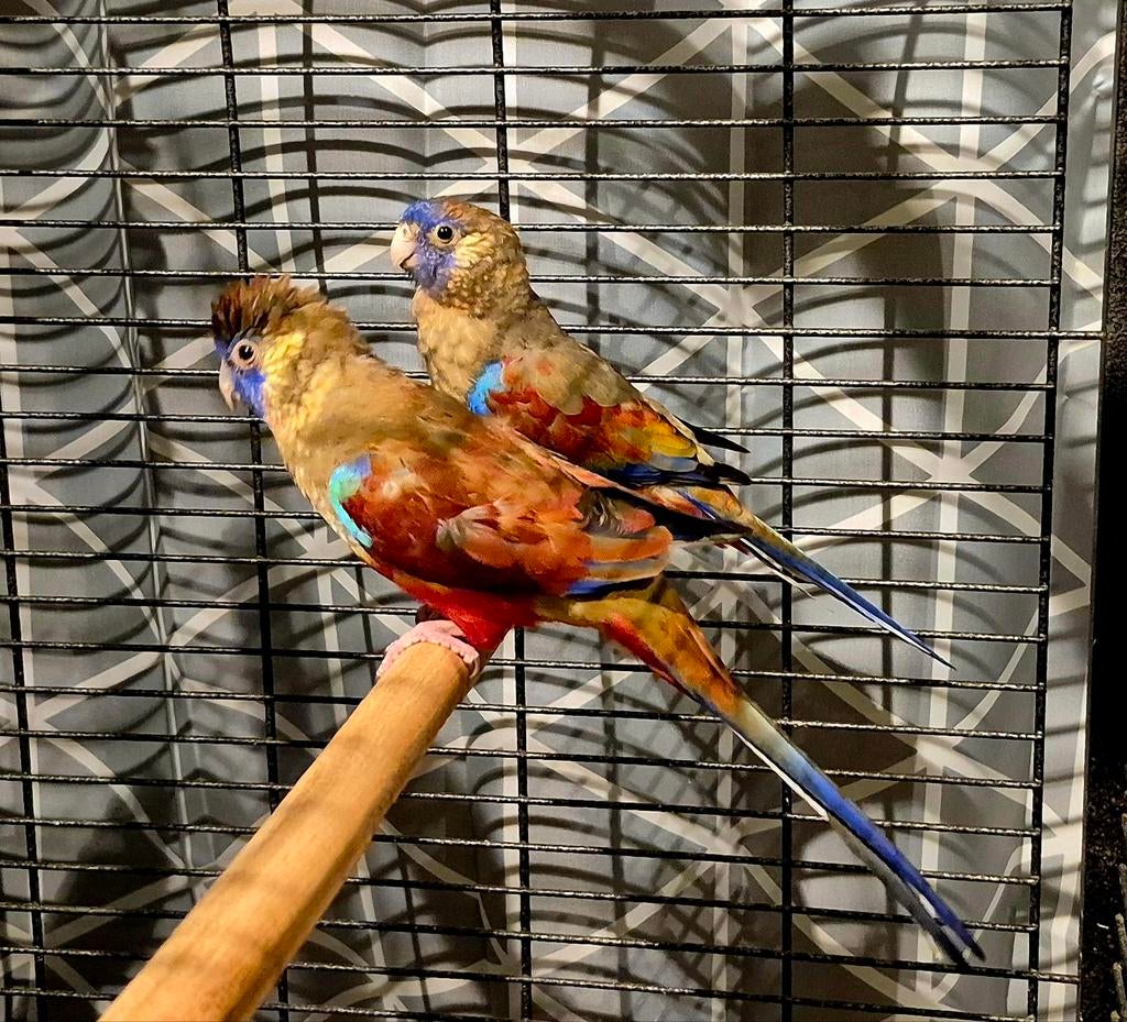 Red-vented Bluebonnet Koppel, Dieren en Toebehoren, Geringd