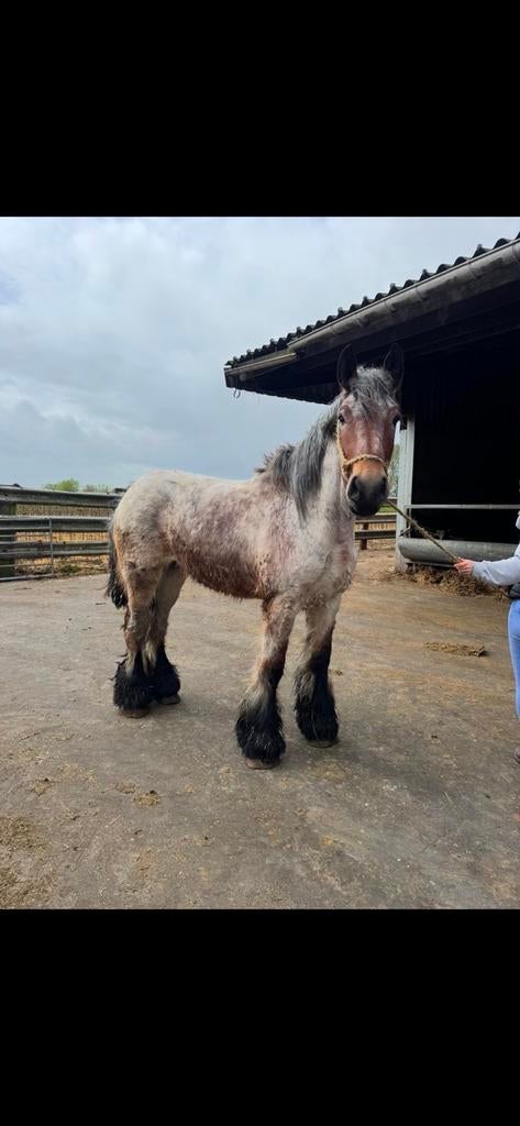 Trekpaard hengst, Étalon