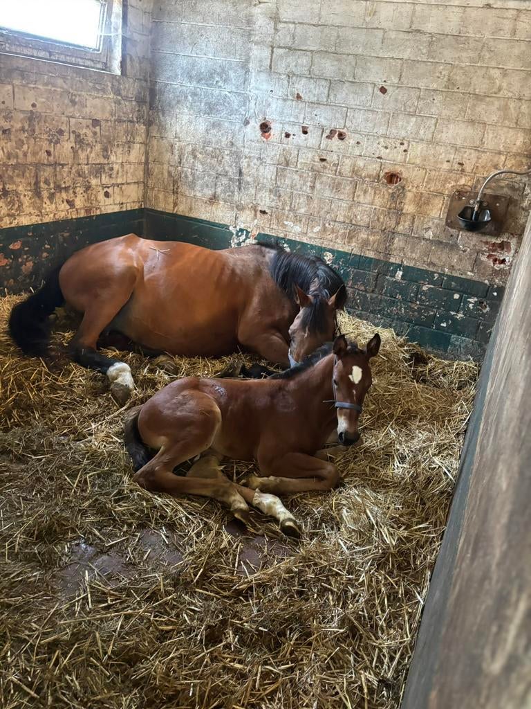 Kweekmerrie fokmerrie te koop drachtig