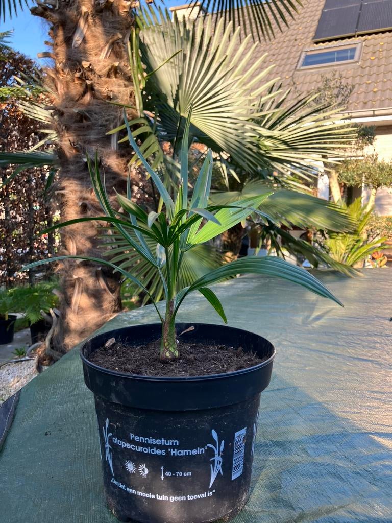 Palmbomen trachycarpus princeps x wagnerianus, Tuin en Terras, Ophalen of Verzenden, Palmboom