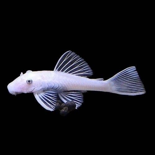 Ancistrus Snow White - L144 Snow White, Autres types, Poisson d'eau douce