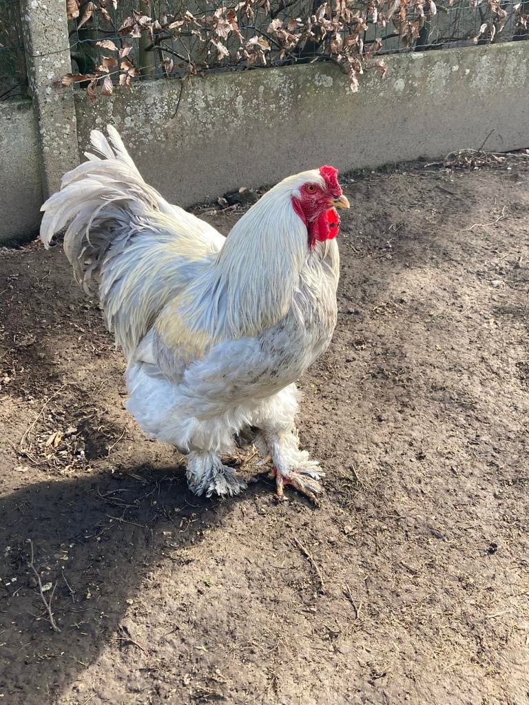 Brahma haan isabel patrijs, Mannelijk, Kip