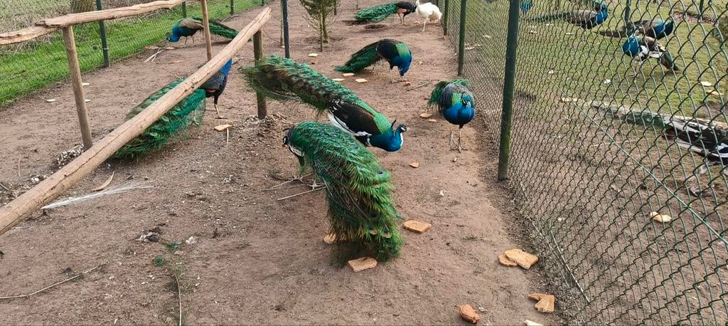 Prachtige pauwen en fazanten tekoop