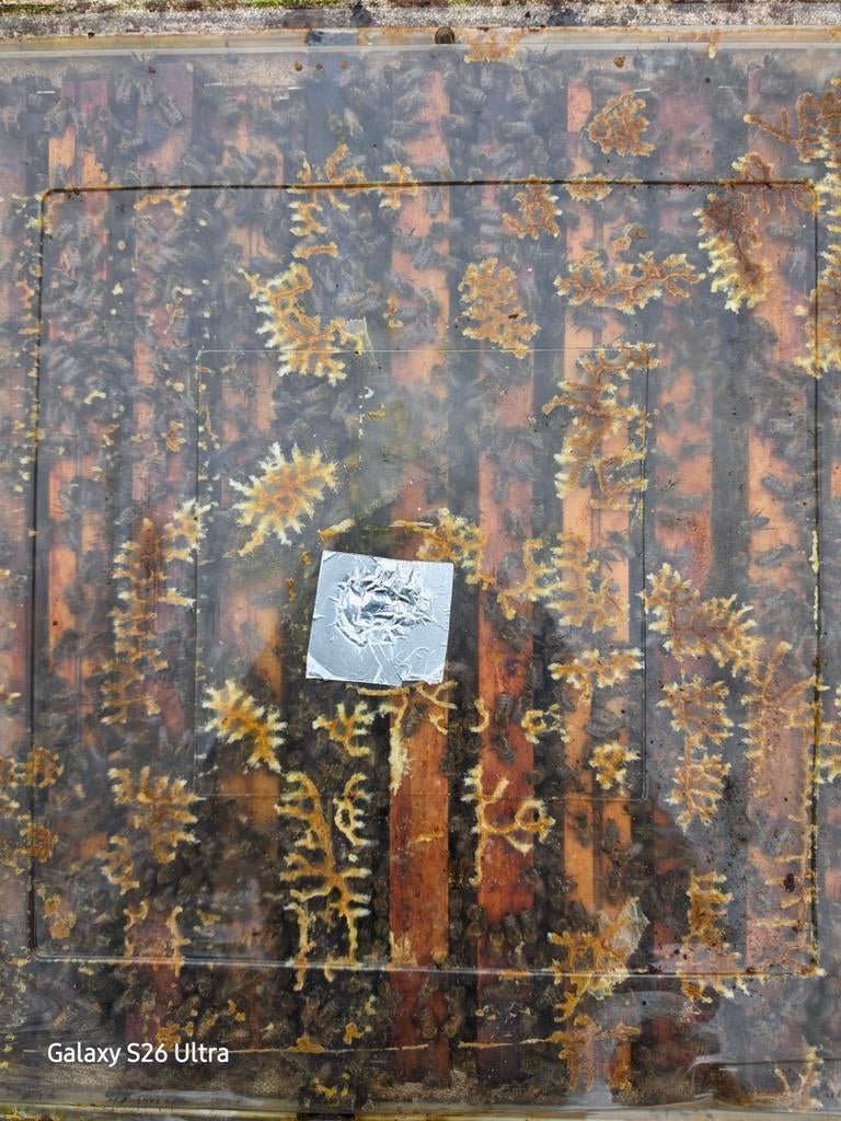 Bijenvolken carnica F0  koningen 11R. simplex & duitsnolmal, Dieren en Toebehoren, Ophalen