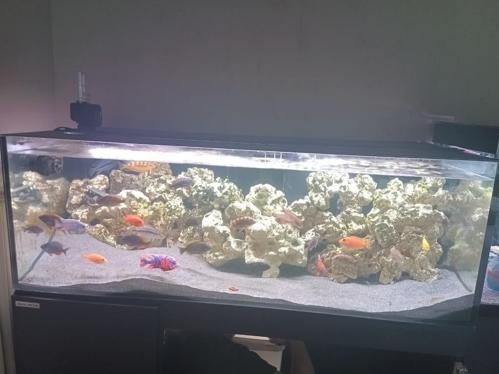 acuariums 150 CM, Dieren en Toebehoren, Vissen | Aquaria en Toebehoren, Zo goed als nieuw, Ophalen of Verzenden