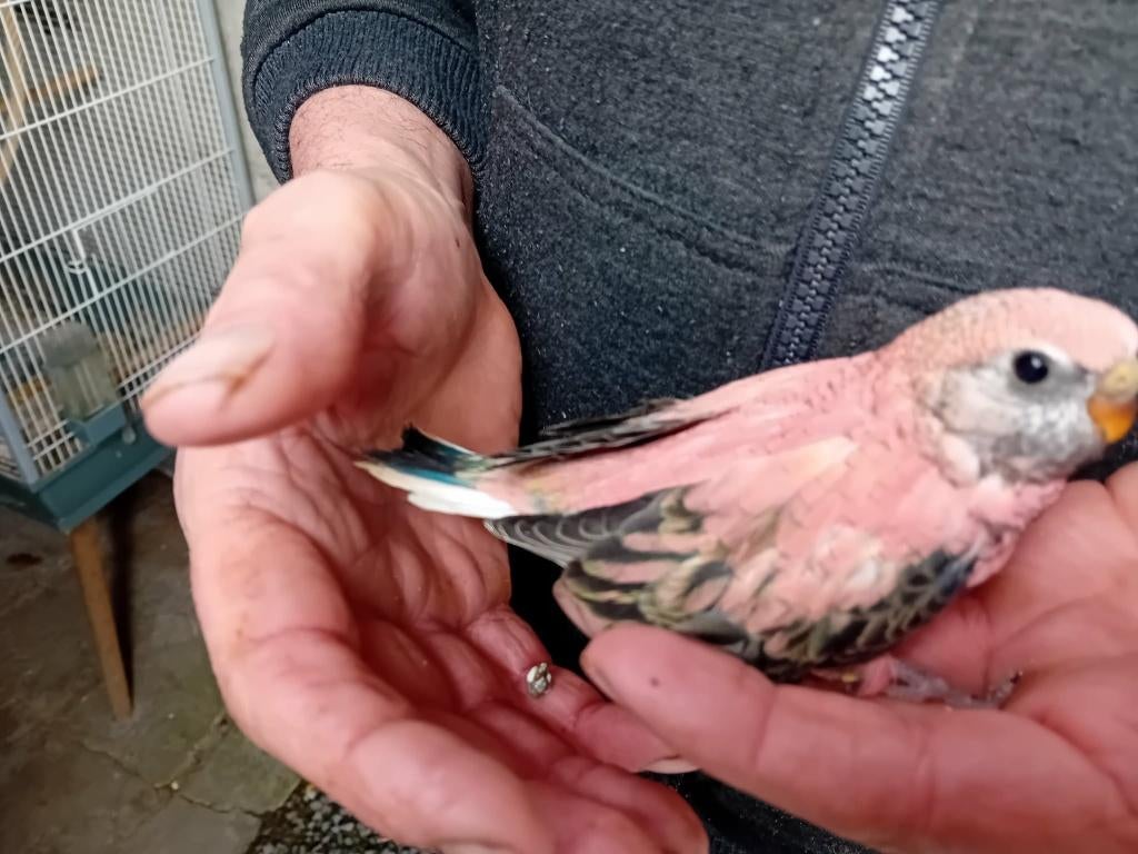 bourke, Dieren en Toebehoren, Vogels | Parkieten en Papegaaien, Geslacht onbekend, Parkiet