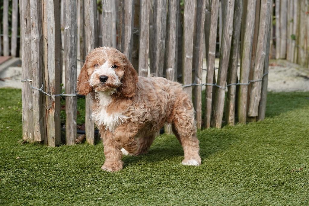 Magnifiques chiots Cockapoo Abricot-Blanc, Abricot et Sable, Autres races, Plusieurs, Hépatite contagieuse (maladie de Rubarth)